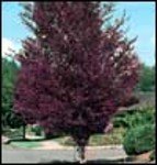 Crimson Frost Birch Tree Five Gallon