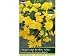 Begonia Yellow Pendula Giant by Taylors Bulbs