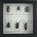 Insect Collection Display, 6 Specimens, Framed, 6.5"x6.5"