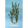 Water Wonders Plants - Jungle Val - 18 in.