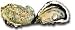 Penn Cove Select Oysters