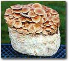 Nameko Mushroom Patch- Indoor Mushroom Growing Kit- Grow Edible Mushrooms & Fungi - Grow Mushrooms for Cooking Ingredients. Great Gift Idea for a Cook.