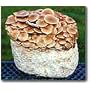 Nameko Mushroom Patch- Indoor Mushroom Growing Kit- Grow Edible Mushrooms & Fungi - Grow Mushrooms for Cooking Ingredients. Great Gift Idea for a Cook.