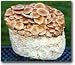 Nameko Mushroom Patch- Indoor Mushroom Growing Kit- Grow Edible Mushrooms & Fungi - Grow Mushrooms for Cooking Ingredients. Great Gift Idea for a Cook.