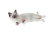 Wallmonkeys Peel and Stick Wall Decals - Ragdoll Kitten Isolated on White - Removable Graphic