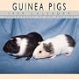 Cal 99 Guinea Pigs Calendar