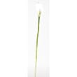 Calla Lilly Silk Flower - Color: Cream