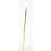 Calla Lilly Silk Flower - Color: Cream
