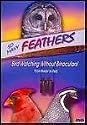 So Many Feathers: Bird Watching Without Binoculars