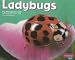 Search : Ladybugs (Pebble Plus: Bugs, Bugs, Bugs)