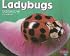 Ladybugs (Pebble Plus: Bugs, Bugs, Bugs)