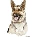 German Shepherd Womens Scoop Neck T-Shirt