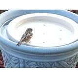 Bird Bath Raft