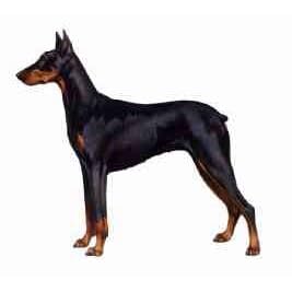 7.5cm x 5cm Acrylic Fridge Magnet-Doberman2