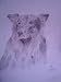 Dog 1, Drawing by Nga Vo, Original