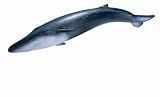 Blue Whale Toy, 9.17"