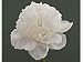Paeonia Lactiflora Duchesse de Nemours or Peony Perennial