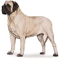 7.5cm x 5cm Acrylic Fridge Magnet-Mastiff1