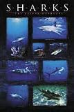 Animals Posters: Sharks - Silver Warriors - 61 x 86 cm