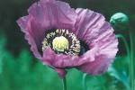 21EqegS6AEL. SL160  400 PERSIAN BLUE POPPY Papaver Somniferum Flower Seeds Reviews