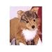 Plush Sheba Collie 16