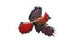 Clearly Charming Cardinal Bird Silver  Enamel Pin