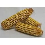 Corn On The Cob 40 Lb by RED RIVER COMMDTIES INC P