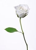 White Roses, Wholesale 150 Flowers, 20 Inch Long Stems