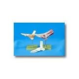 Functional Foot/Ankle Anatomical Models Functional Foot/Ankle