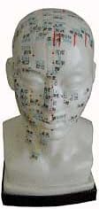 Acupuncture Human Head Model 20cm