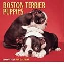 Dog Breeds Boston Terrier Puppies