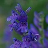 Rocky Mountain Penstemon (Penstemon strictus) - Jumbo Wildflower Seed Packet