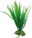 Hobby Cyperus - 16 cm