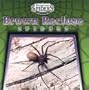 Brown Recluse Spiders (Dangerous Spiders: An Imagination Library)