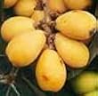 Mcbeth Loquat Tree Five Gallon
