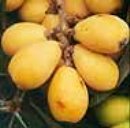 meyer lemons trees-Mcbeth Loquat Tree Five Gallon