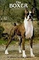 The Boxer