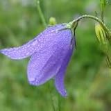 Harebell (Campanula rotundifolia) - Jumbo Wildflower Seed Packet