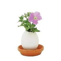 Eggling - Petunia