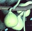 Peter's Honey Fig Tree Five Gallon