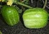 10 Richmond Green Apple Cucumber Seeds - Heirloom - B000UFEZIS