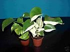 1 Topf Efeutute, Epipremnum Pinnatum, Terrarium