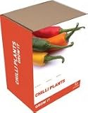 Grow It: Chilli Plant
