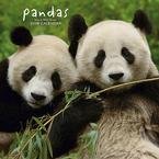 Pandas Wall (BROWNT) 2008