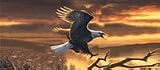 Sunset Bald Eagle Rear Window Graphic