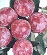 Santa Rosa Plum Tree Five Gallon