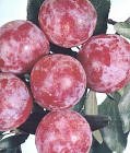Santa Rosa Plum Tree Five Gallon