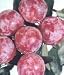 Santa Rosa Plum Tree Five Gallon