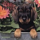 Cal 99 Dachshund Puppies