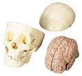 Skull with Brain Model 21Fc5iFsLTL Skull with Brain Model